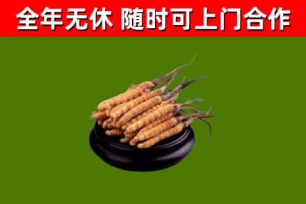 临川烟酒回收冬虫夏草.jpg